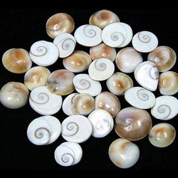 Gomti Chakra