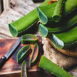Aloe Vera Leaves