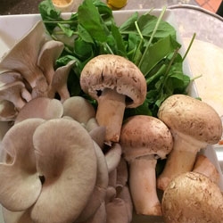Fresh Mushroom